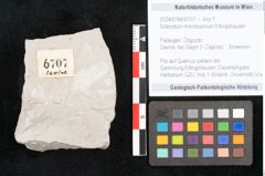Foto (Objekt + Etikett) von Sclerotium minntissimum Ettingshausen (NHMW-GEO-2024-0188-6707)